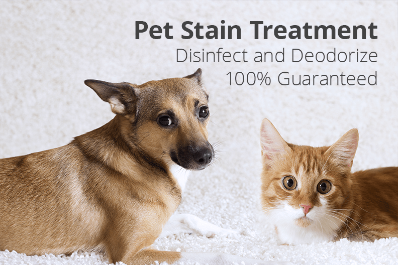 Professional Carpet & Upholstery Cleaning Company