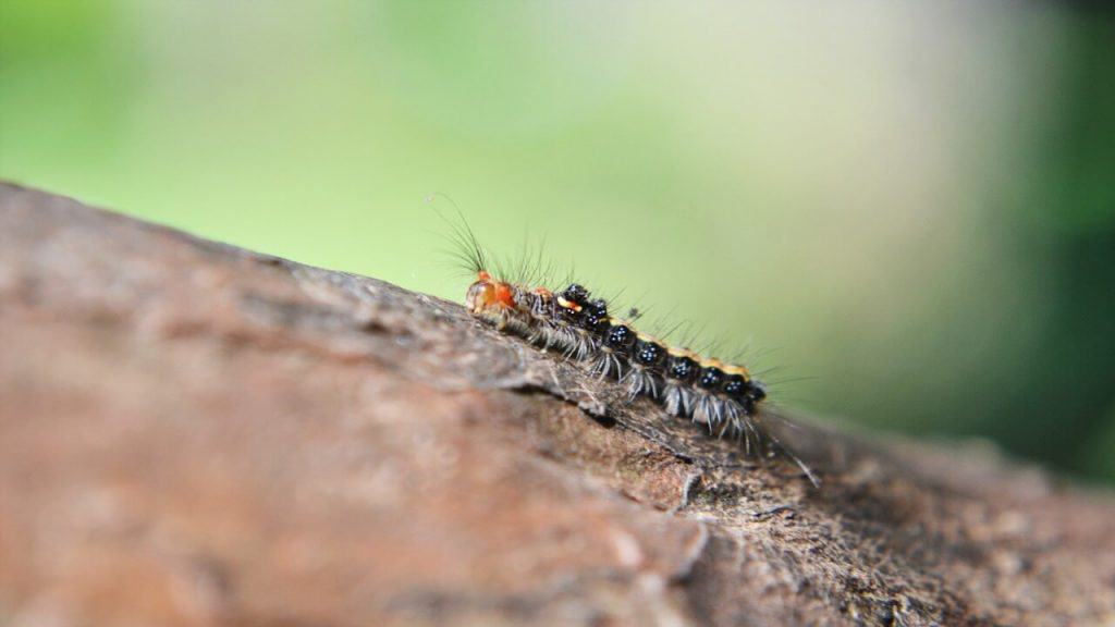 Vero Beach Pest Control