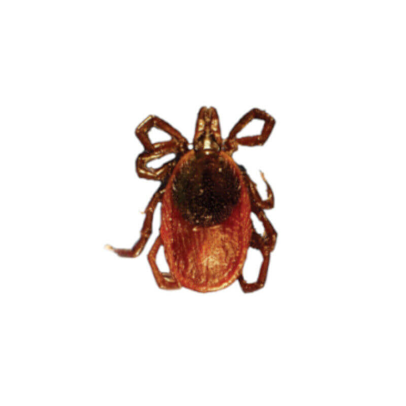 Tick Control Services Tick Yard Treatment Procor