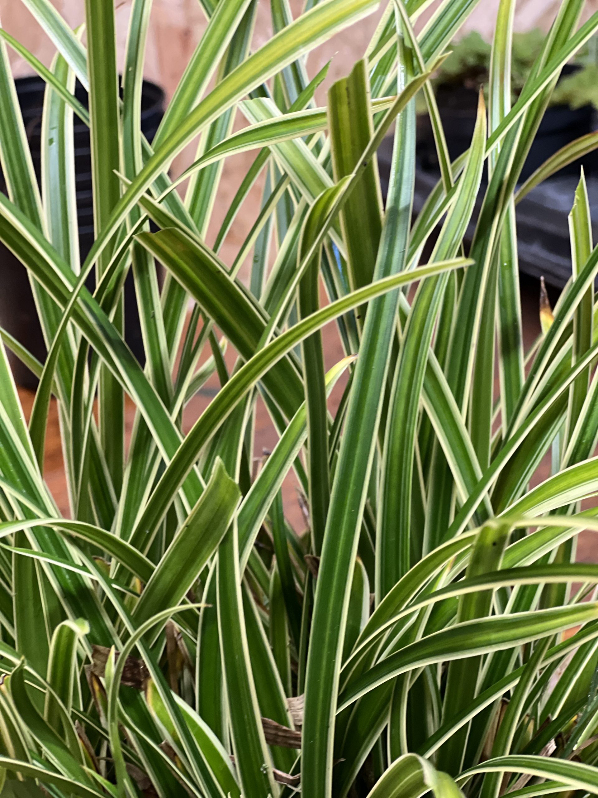 Carex morrowii 'Ice Dance' Well Established Carex Proctors Nursery