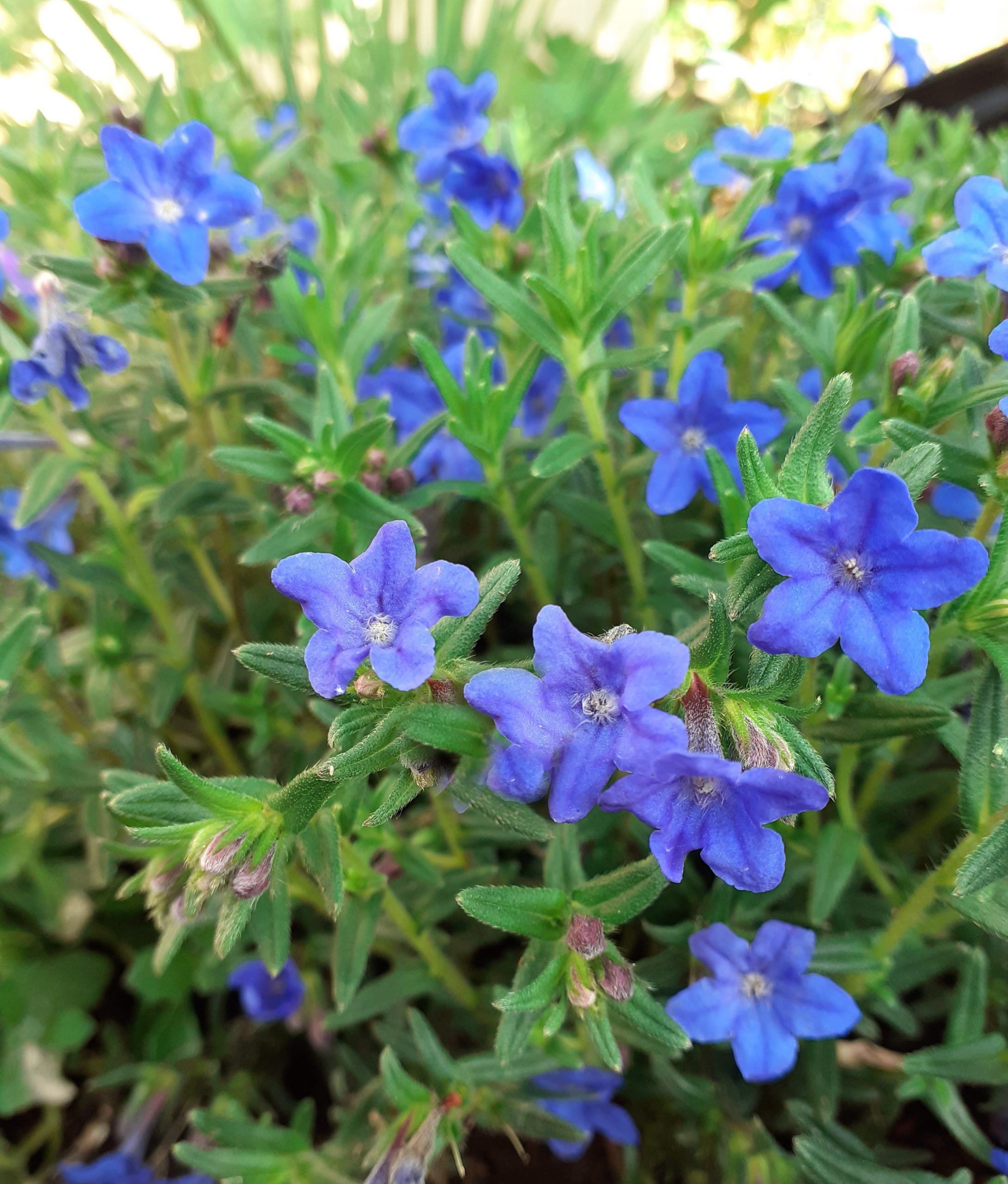 Lithodora diffusa 'Heavenly Blue' Proctors Nursery