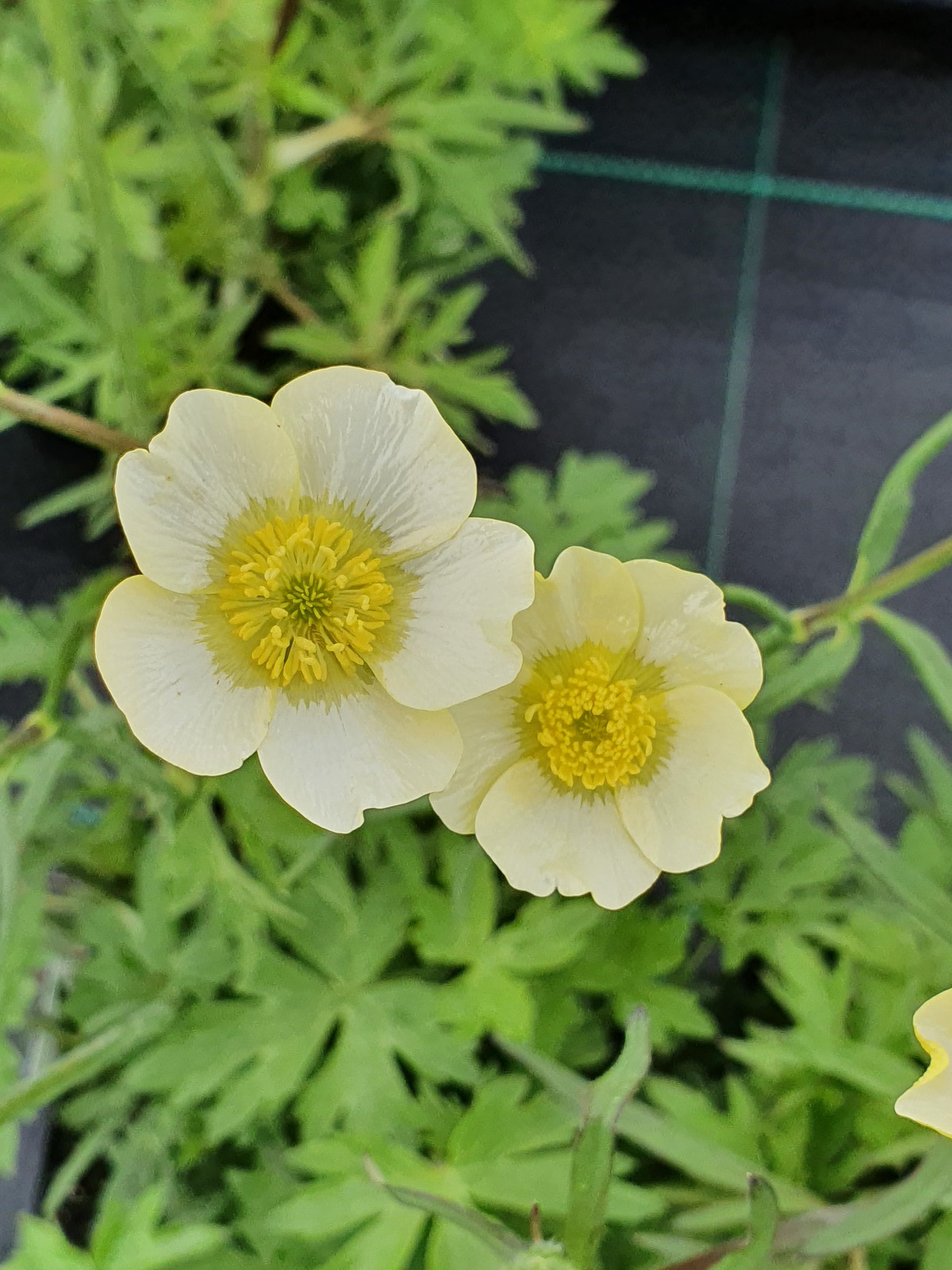 Ranunculus acris 'Citrinus' Established Ranunculus Proctors Nursery