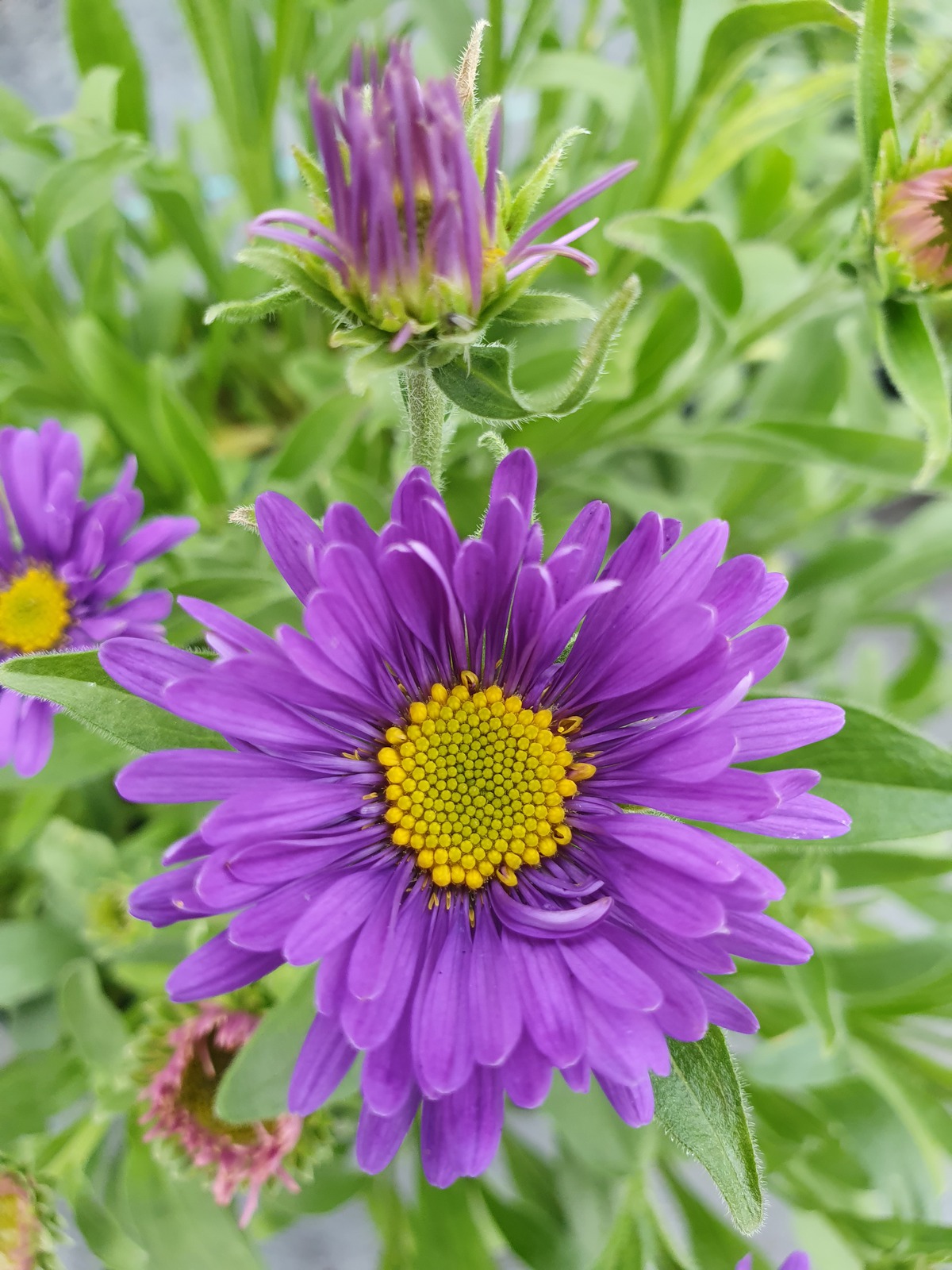 Aster alpinus 'Violet' Shop Well Established Aster Proctors Nursery