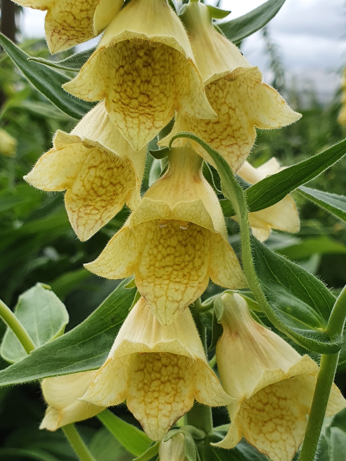 Digitalis grandiflora (Ambigua) Shop Digitalis Proctors Nursery