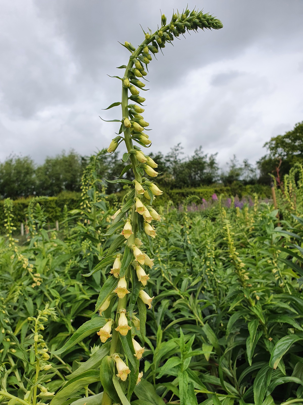 Digitalis lutea Shop Well Established Digitalis Proctors Nursery