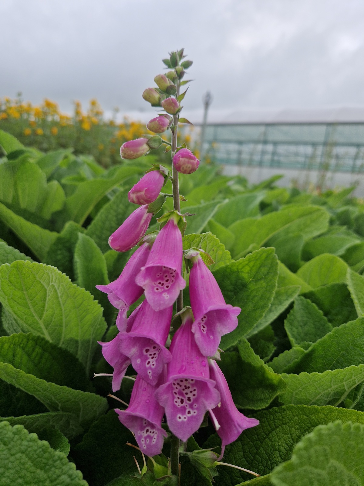 Digitalis purpurea Shop Well Established Digitalis Proctors Nursery