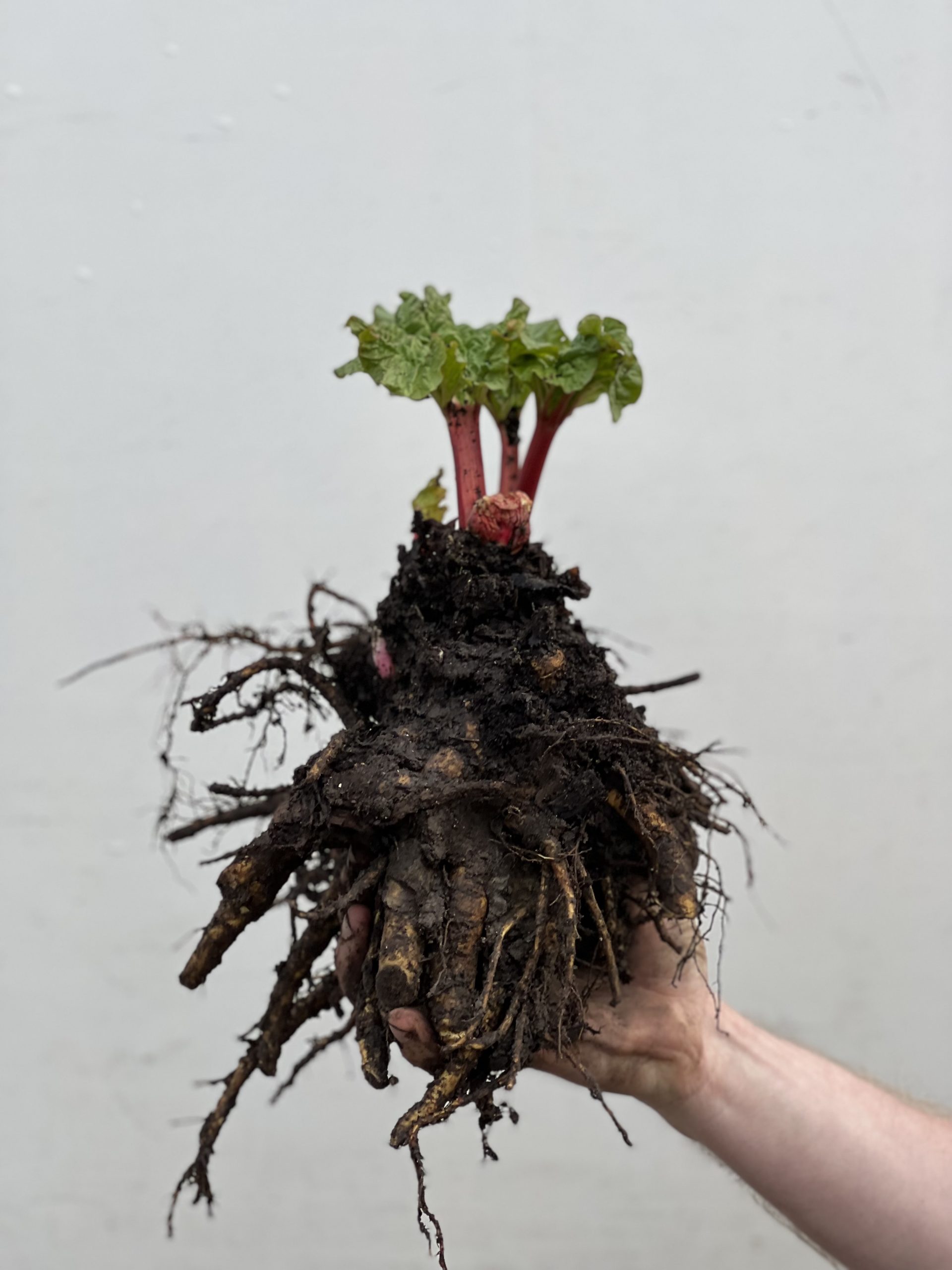 Large Rhubarb Crown Champagne Proctors Nursery