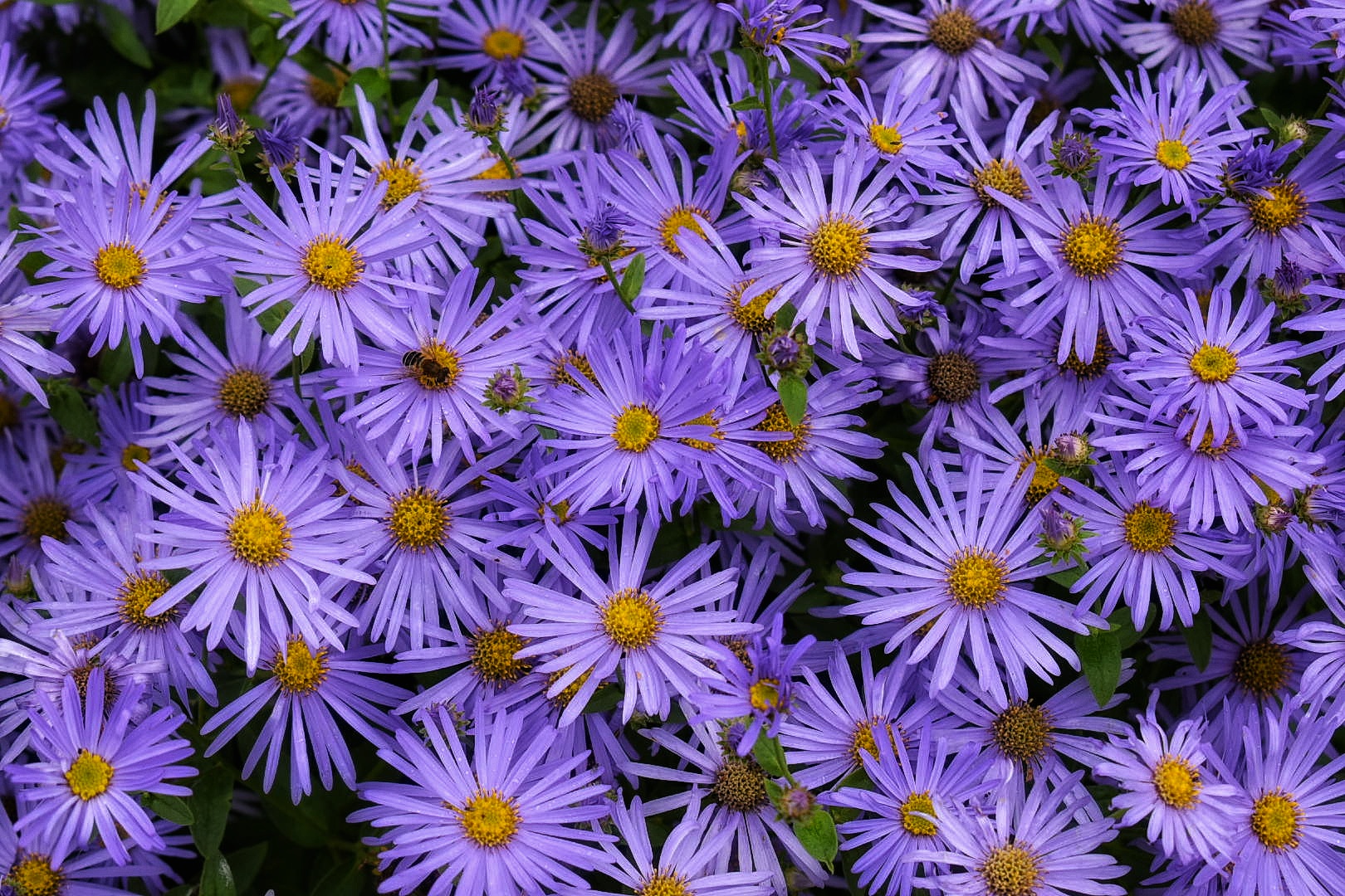 Aster x frikartii 'Monch' Shop Well Established Asters Proctors Nursery