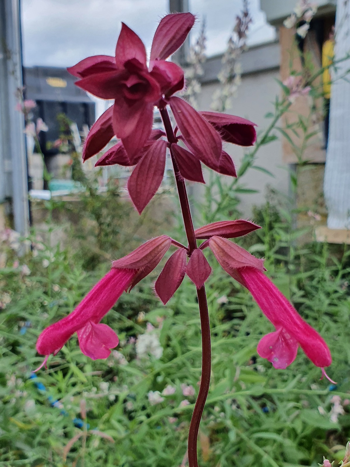 Salvia 'Wendy's Wish' Shop Well Established Salvia Proctors Nursery