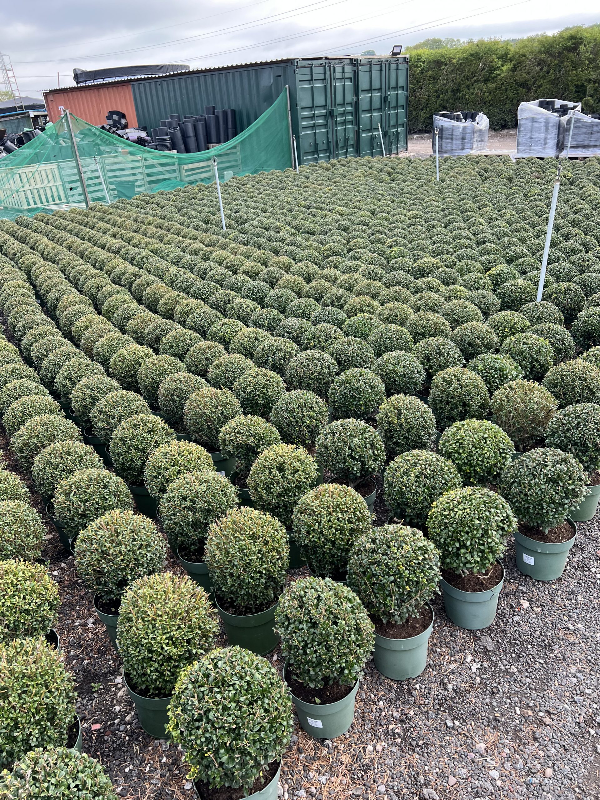 Topiary Ball Ilex crenata Jenny Proctors Nursery