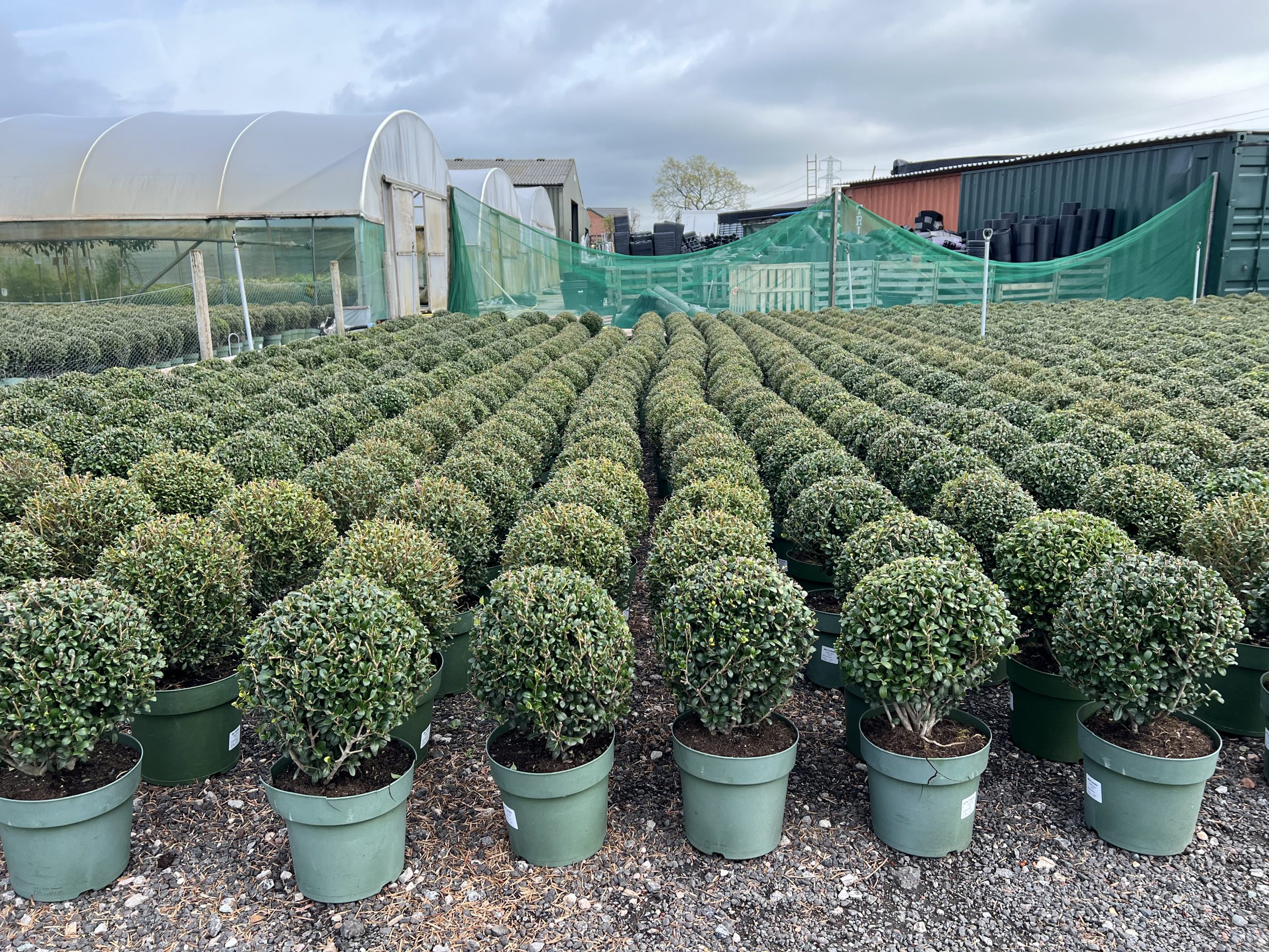 Topiary Ball Ilex crenata Jenny Proctors Nursery