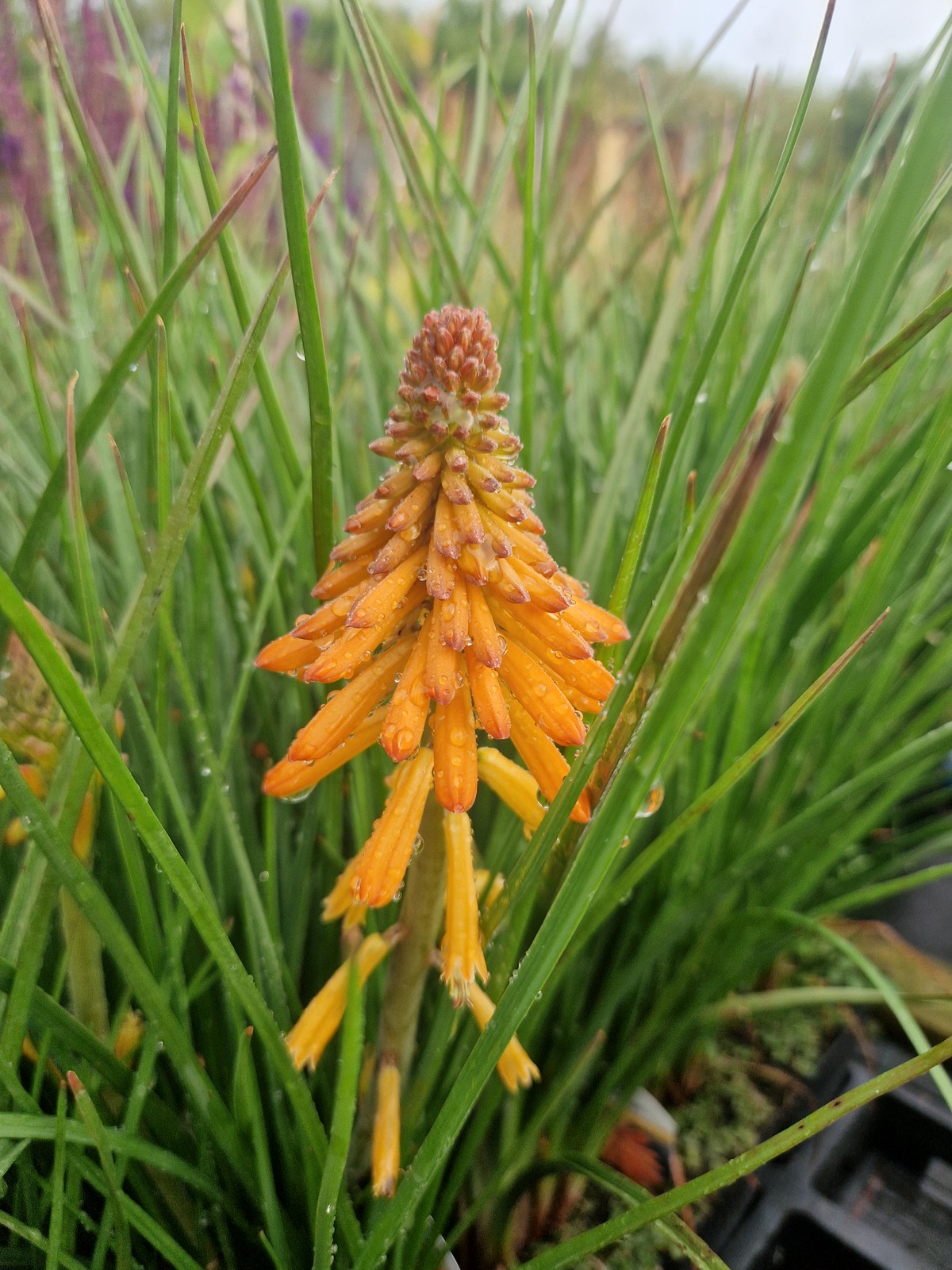Kniphofia 'Poco Orange' Proctors Nursery