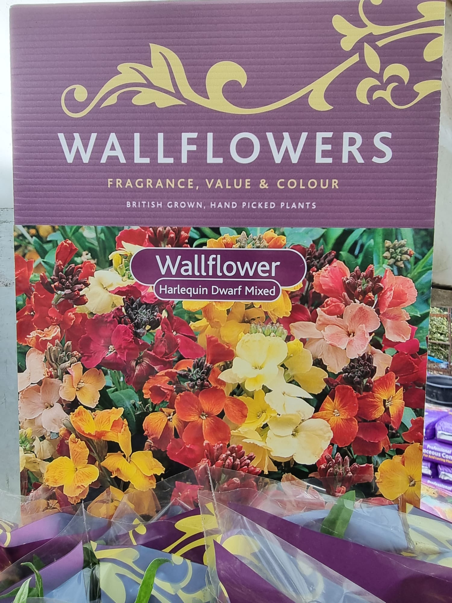 Harlequin Bare Root Wallflower Proctors Nursery