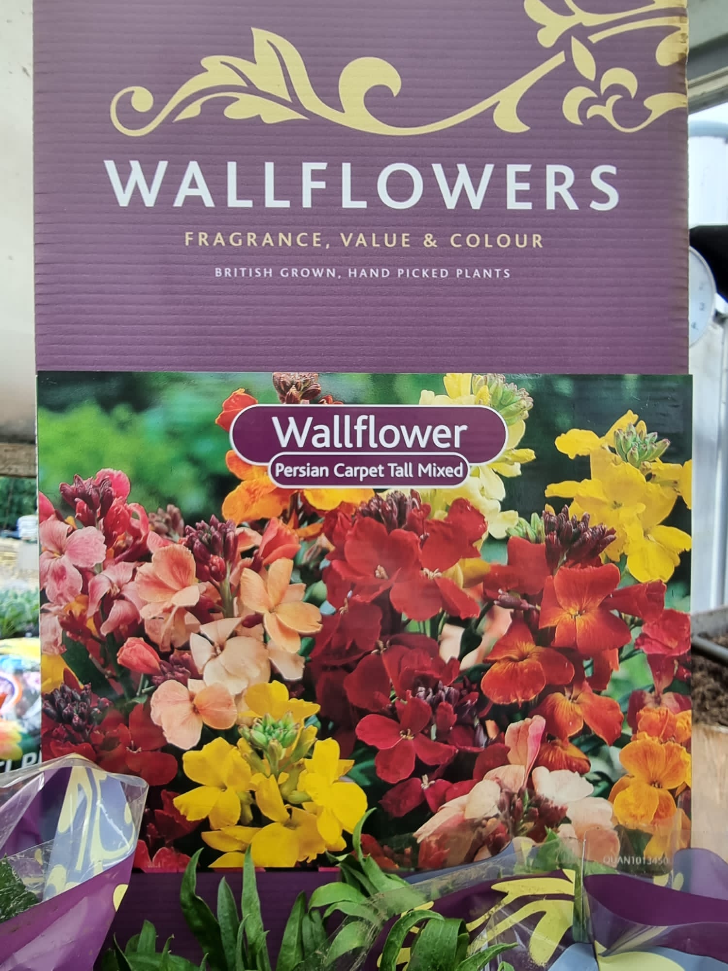 Persian Carpet Bare Root Wallflower Proctors Nursery