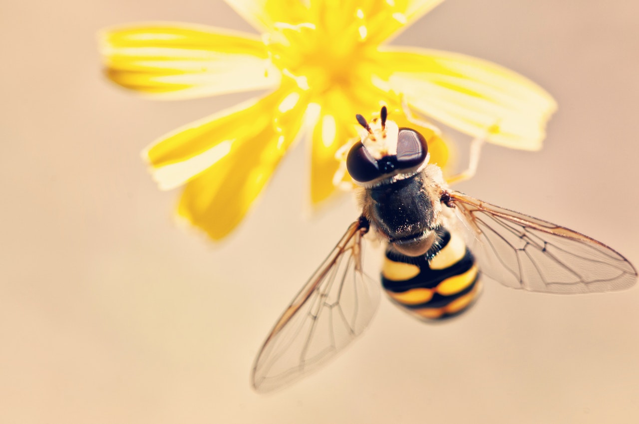 Queen Bee Syndrome debunked the sting isn’t where you think it is