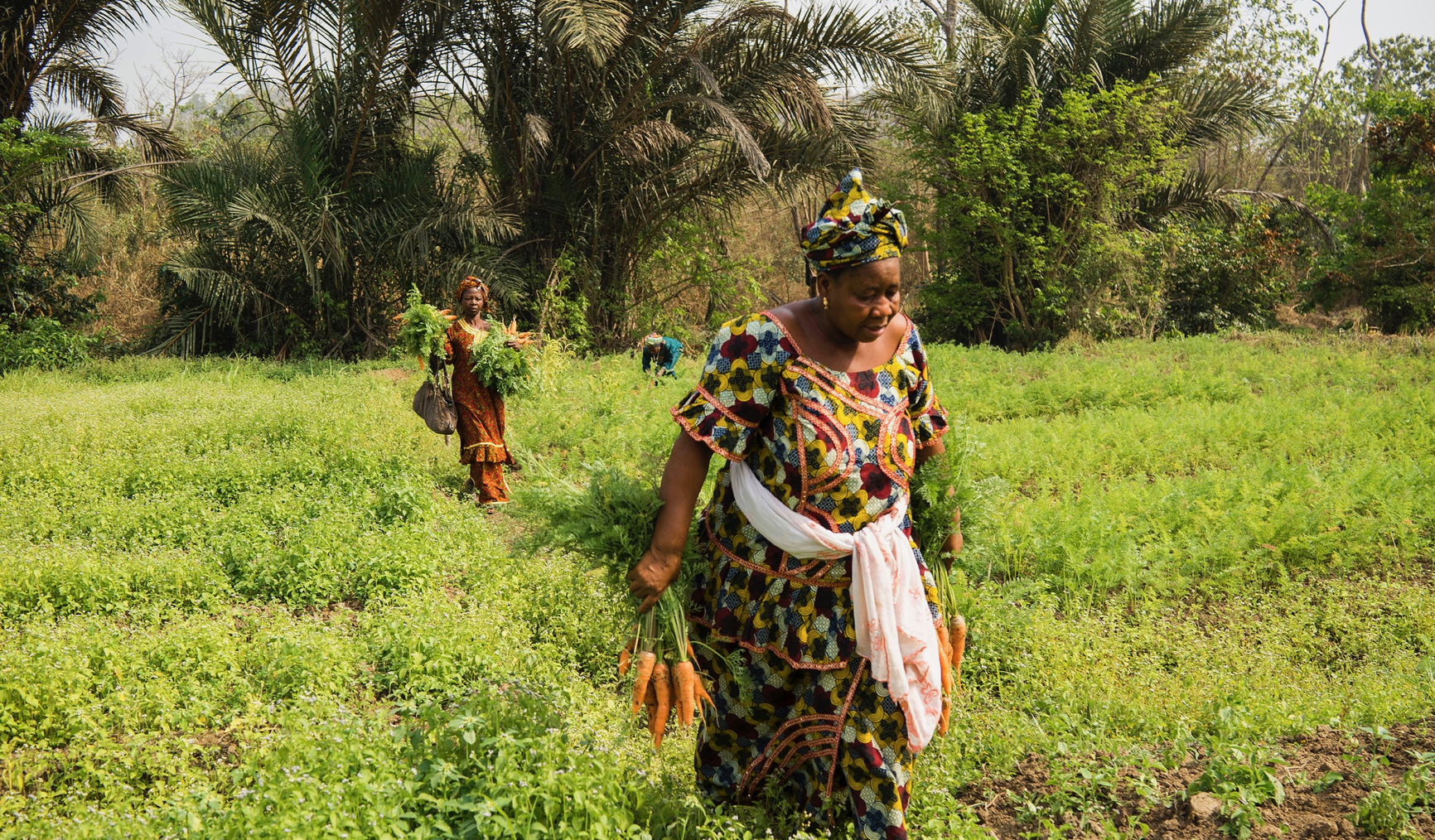 The odds against Nigerian women in agriculture Stears Business