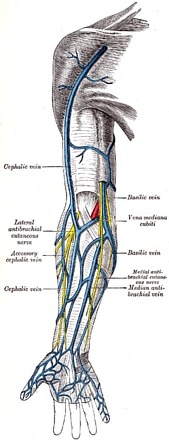 Cephalic vein | Radiology Reference Article | Radiopaedia.org