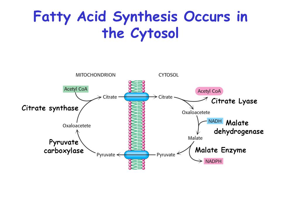Fatty Acid Synthesis Process