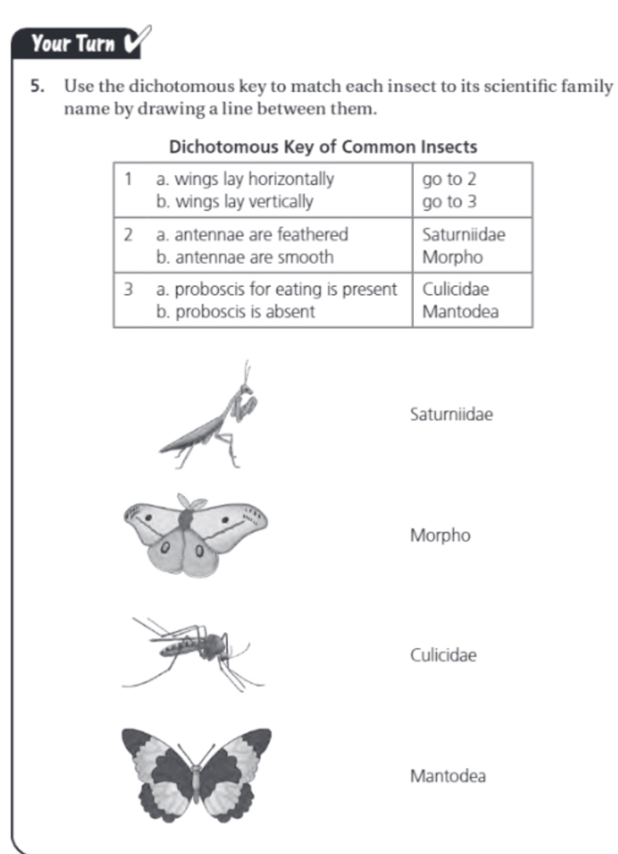 Answered Your Turn 5. Use the dichotomous key to… bartleby