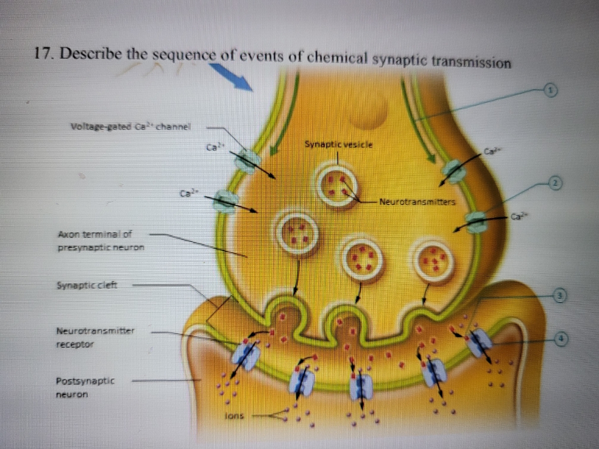 Stages Of Synaptic Transmission
