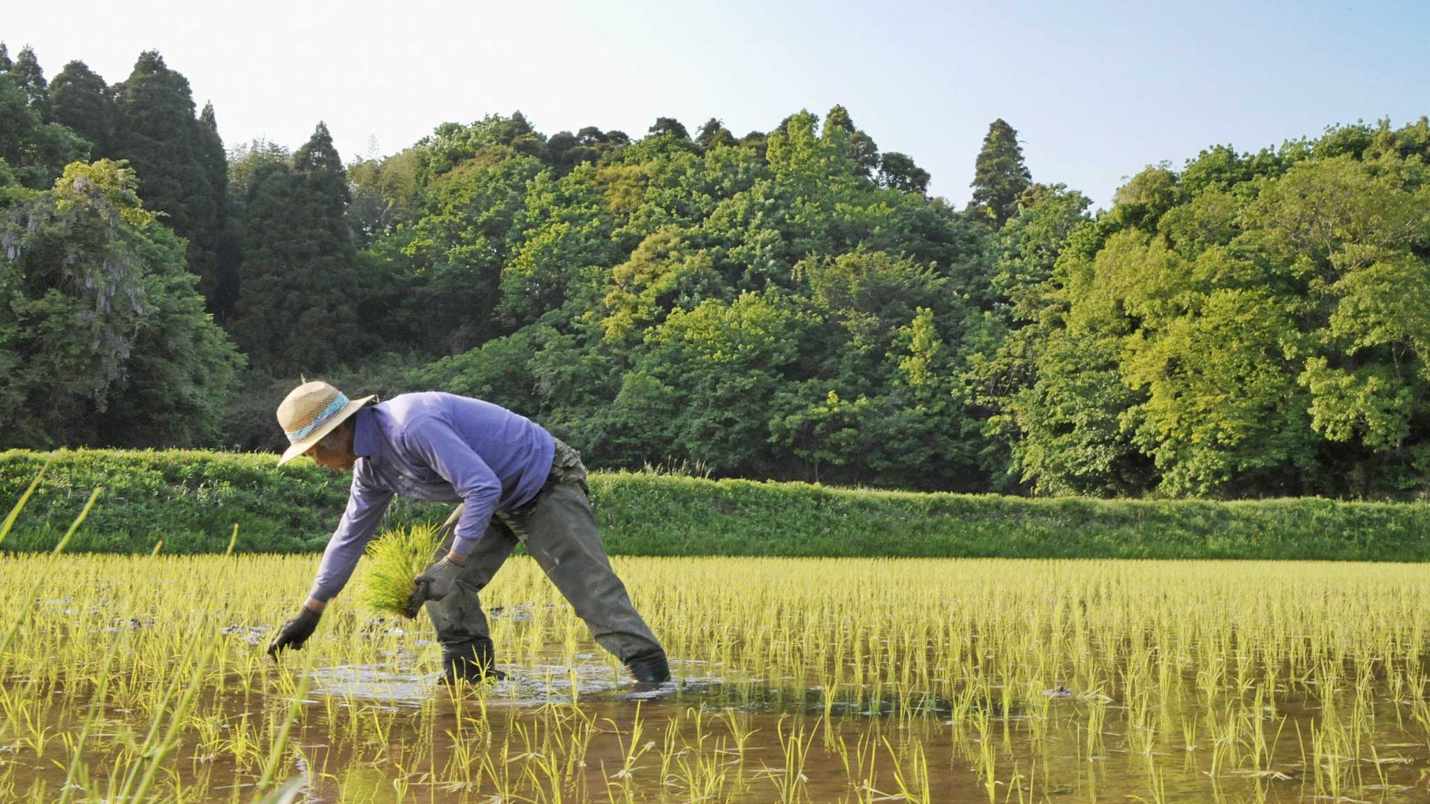 Japan’s farmers dig in against trade deal