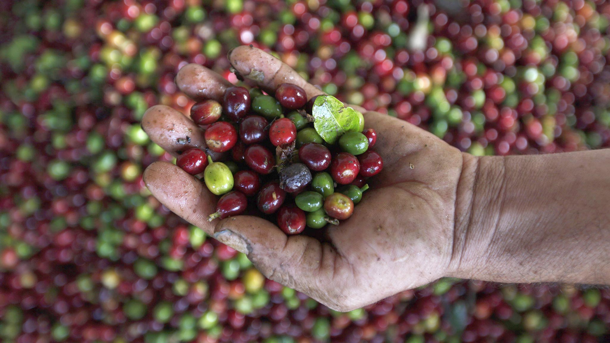 Coffee fungus threatens disaster for Central America’s farmers