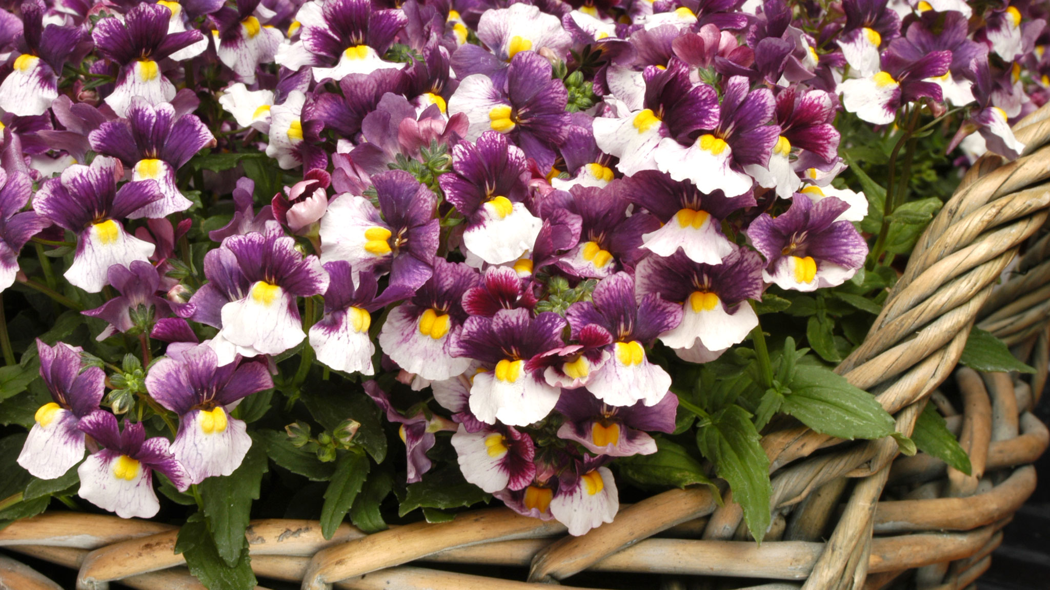 Golden rules for summer bedding plants