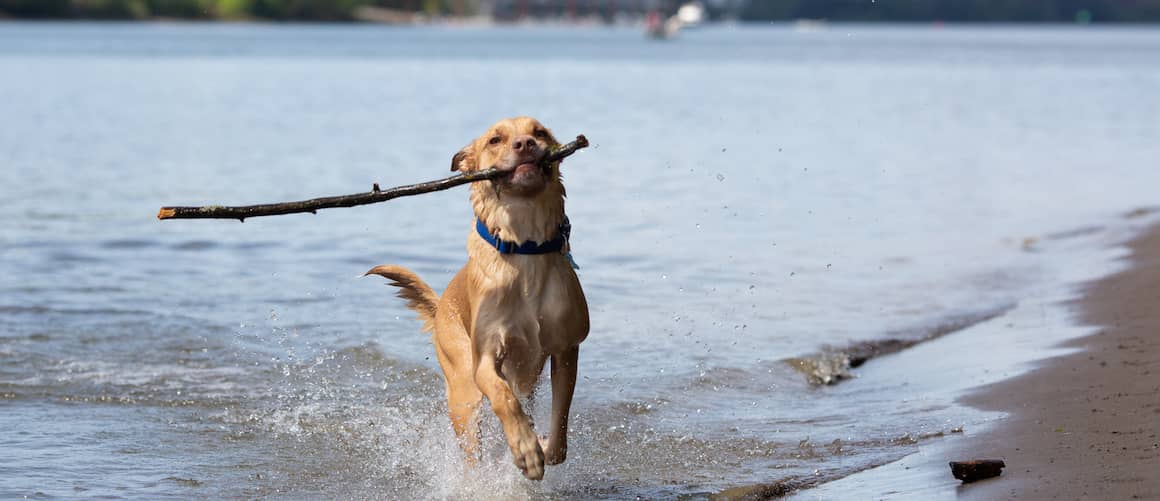 15 Most DogFriendly Cities Rocket Homes