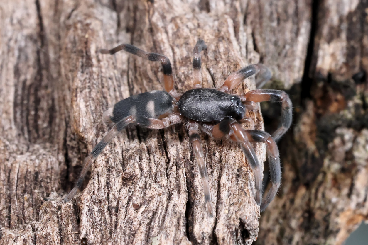 Most Dangerous Spider Bites