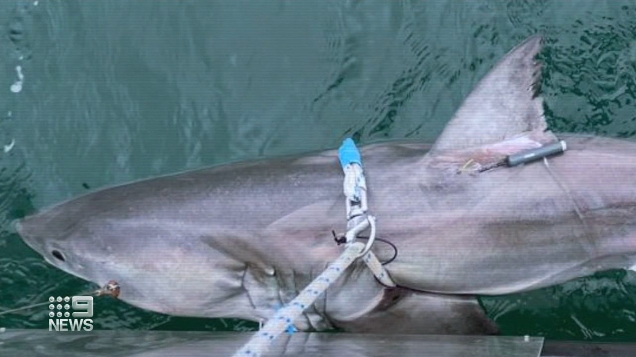 Largest Shark Ever Found