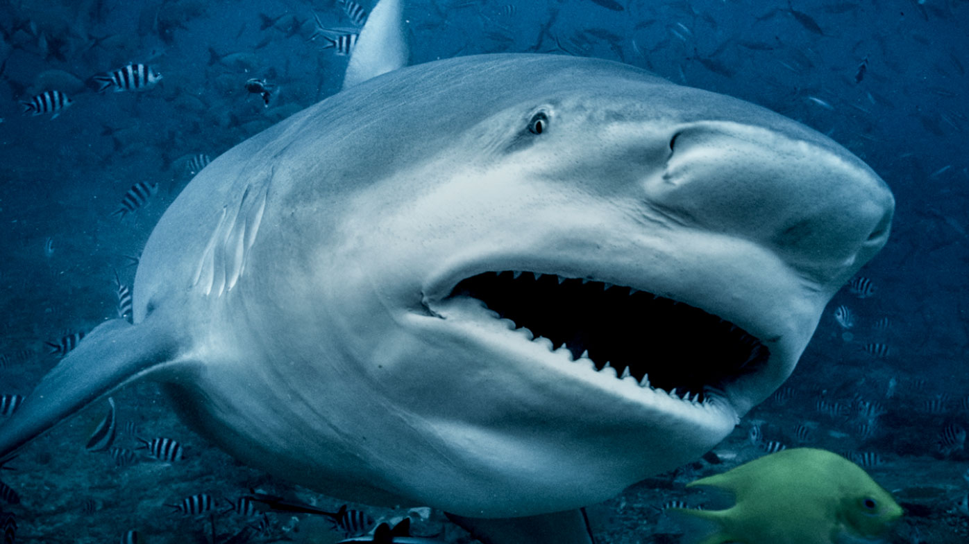 Has A Dog Ever Been Eaten By A Shark