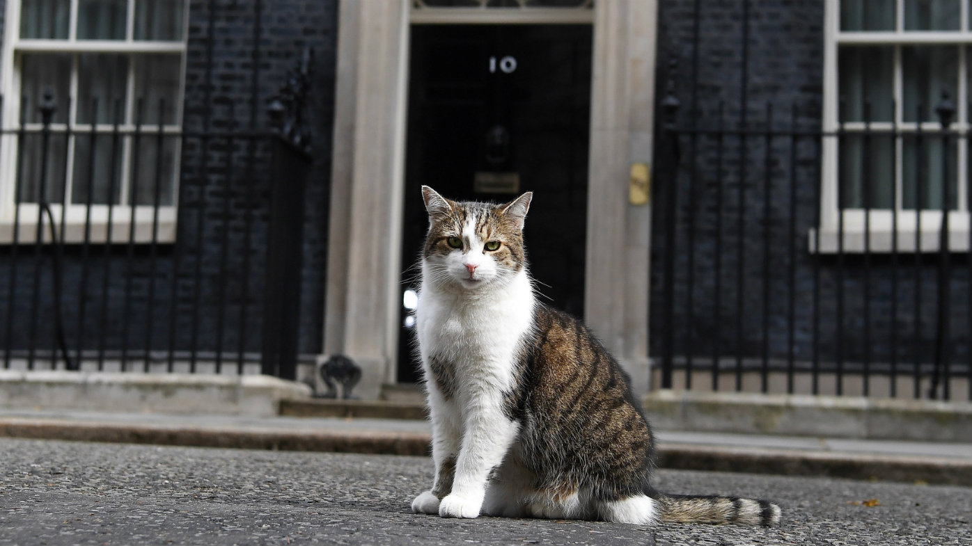 Larry the cat Who is the UK Prime Minister’s Chief Mouser to the