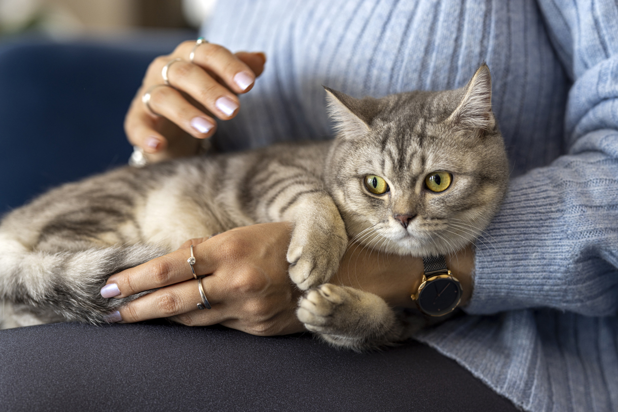 Are Cats Or Dogs More Popular In Australia