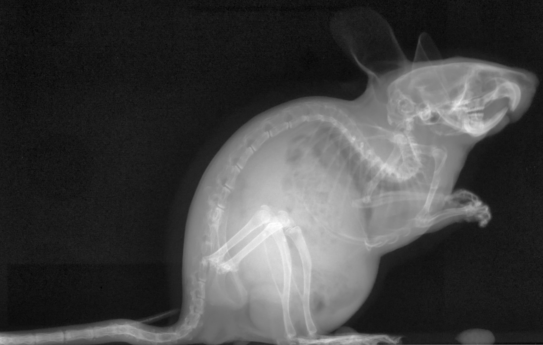 Inspection of biological samples and Laboratory Animal Science PRODIS.NDT