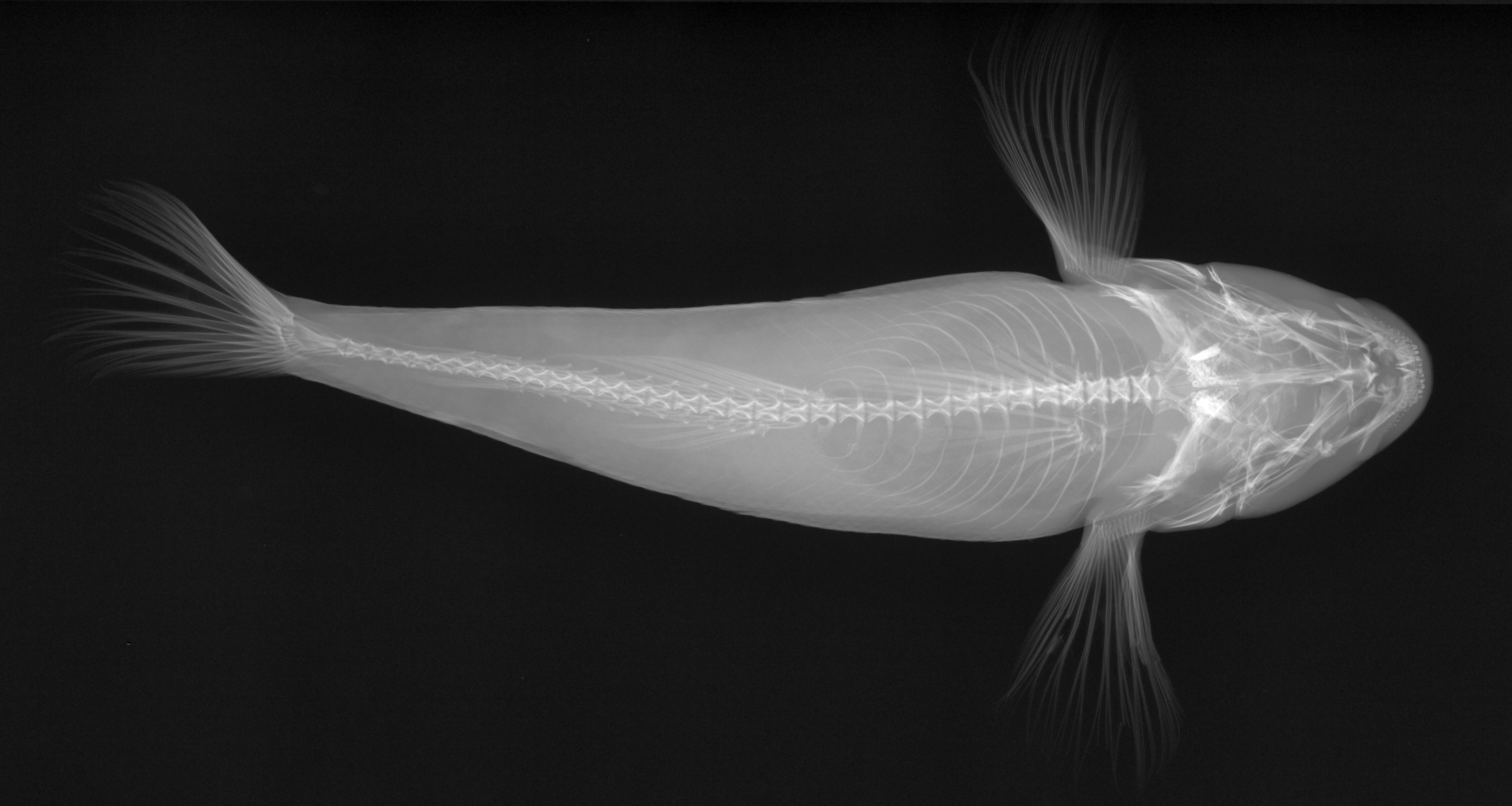Inspection of biological samples and Laboratory Animal Science PRODIS.NDT