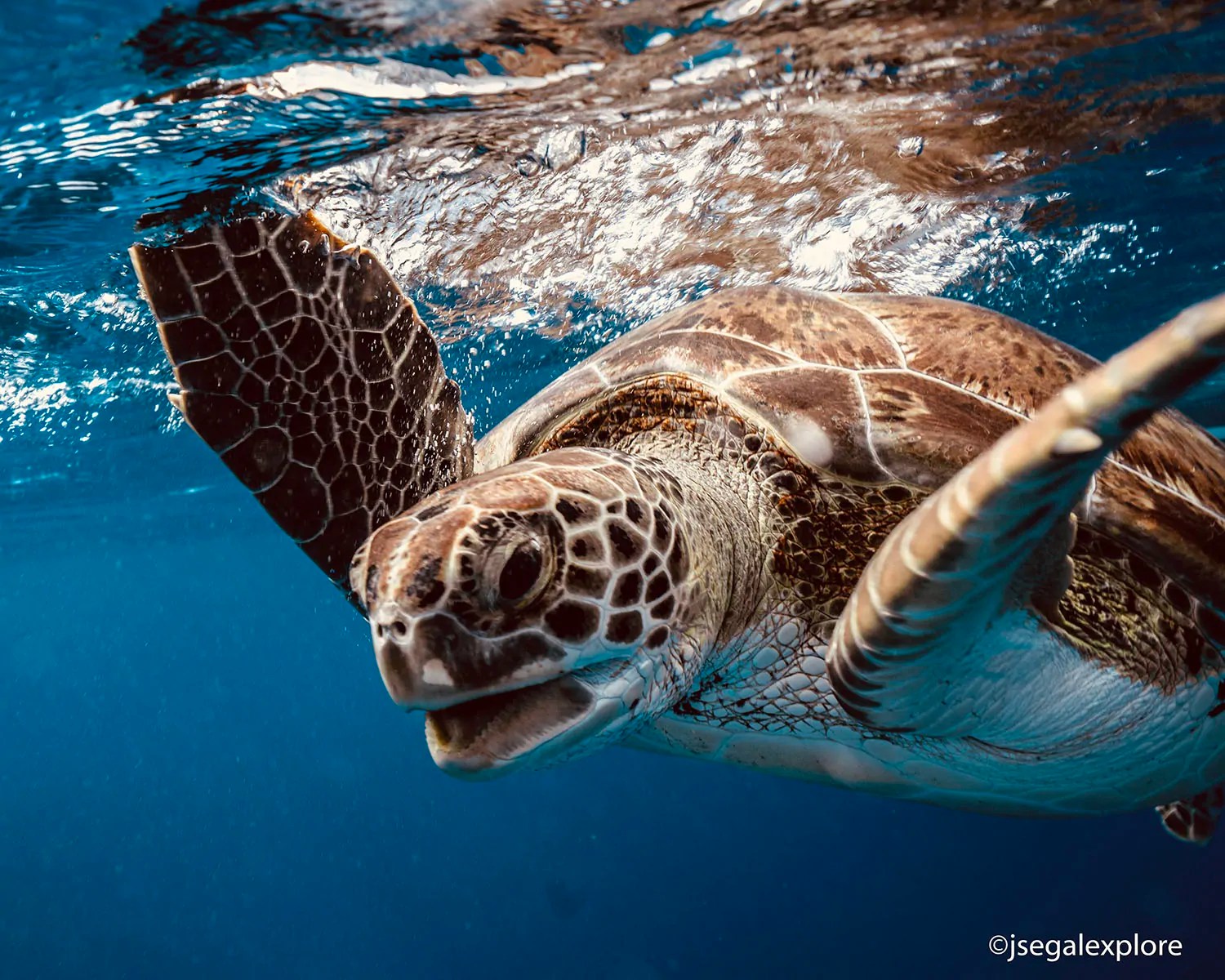Everything you need to know about sea turtles in Cozumel