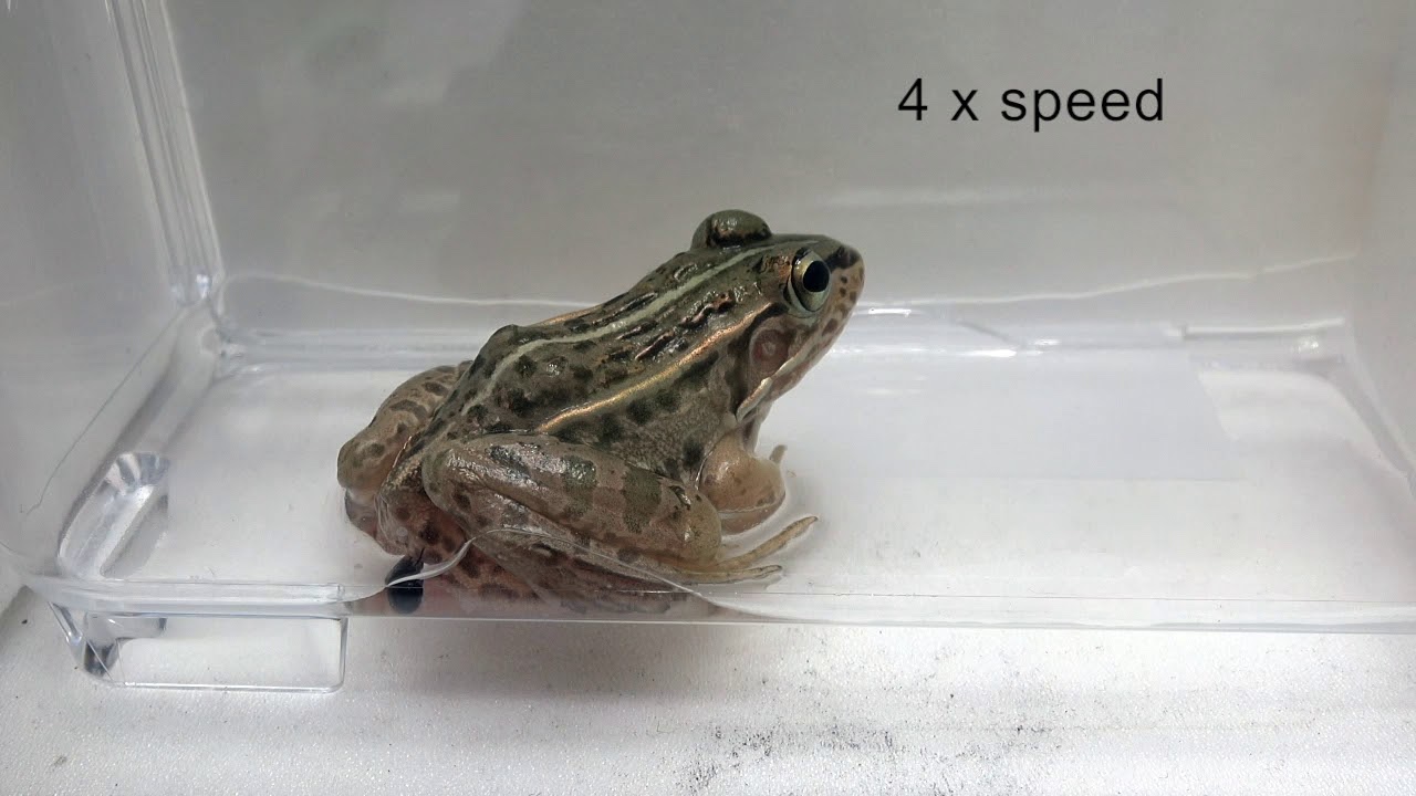 Bizarre Science The Scarab Insect That Emerges Alive From The Frog’s