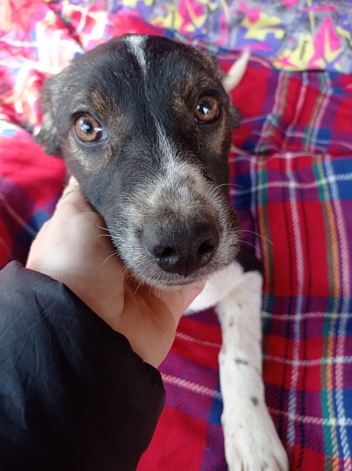 ASHANTI reserviert Second Chance Dogs ProDog Romania e.V.