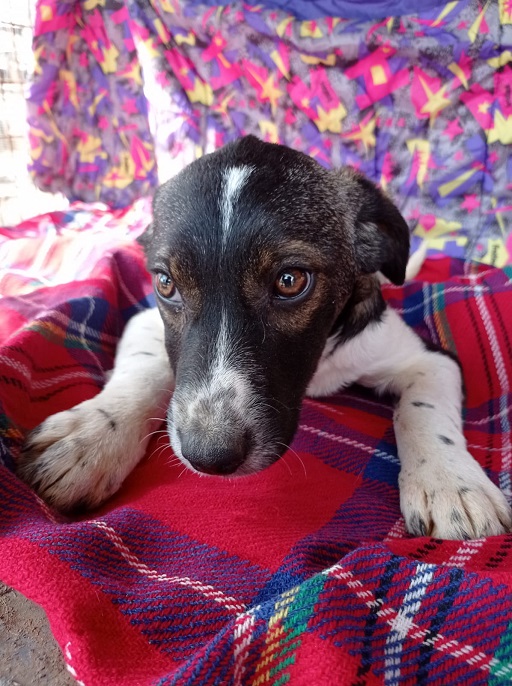 ASHANTI reserviert Second Chance Dogs ProDog Romania e.V.