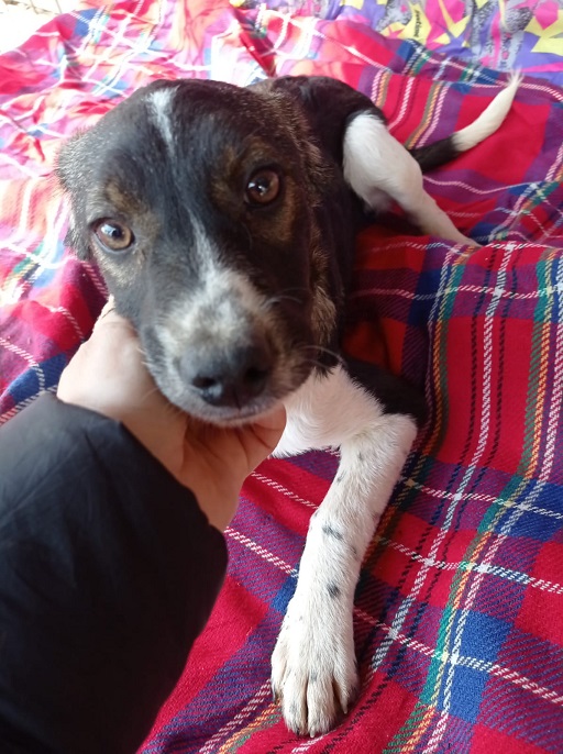 ASHANTI reserviert Second Chance Dogs ProDog Romania e.V.