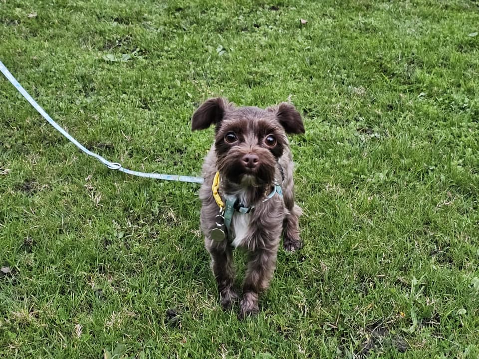 Oreo Yorkie (?) Cross Dog and Puppy Rescue & Adoption Charity in