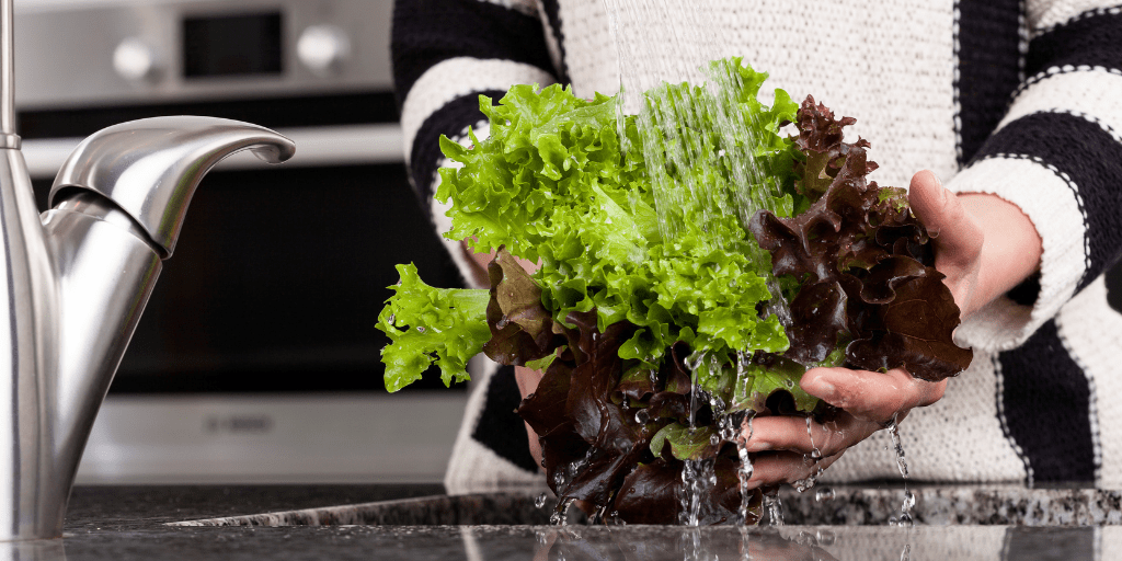 Washing Lettuce Produce Bites Produce Bites