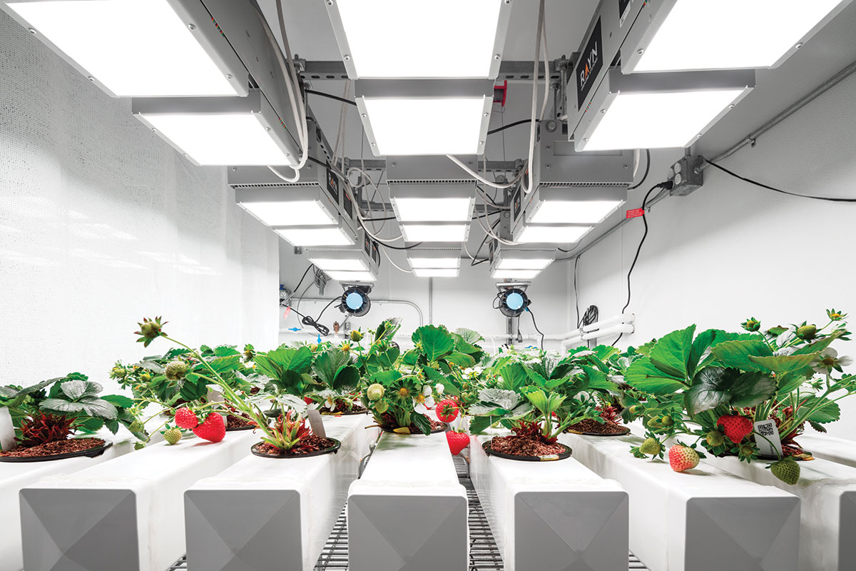 Indoor Berries Produce Processing