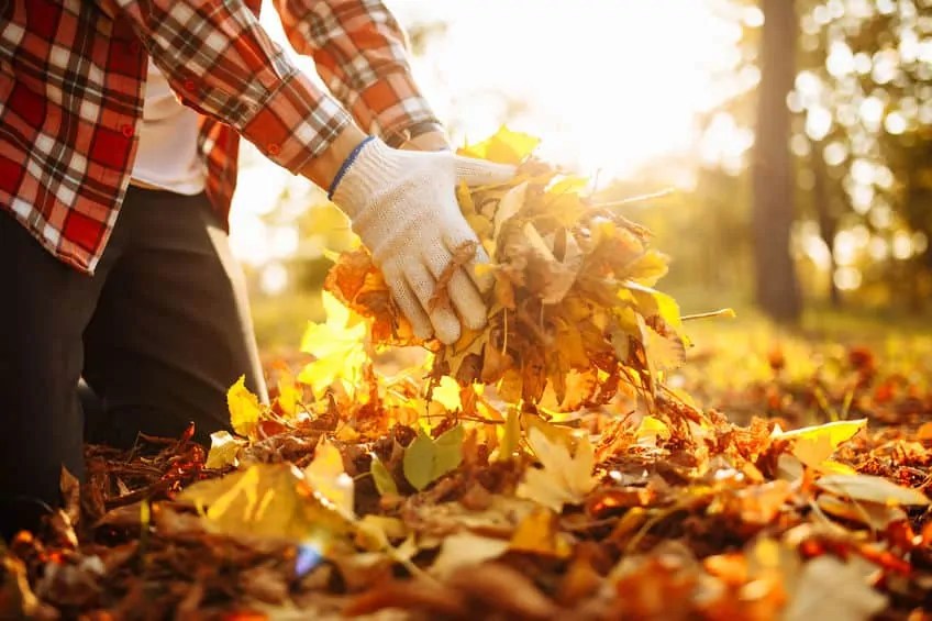 Time for a Fall Clean Up in the Garden Producing Your Own Food