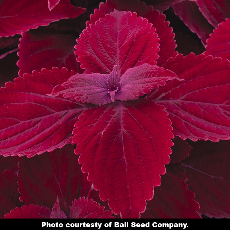 Main Street® 'Beale Street' Coleus (Solenostemon s. Main Street 'Beale