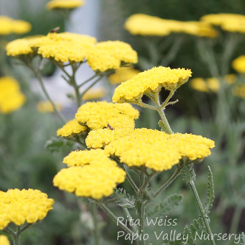 Moonshine Yarrow (Achillea x 'Moonshine')