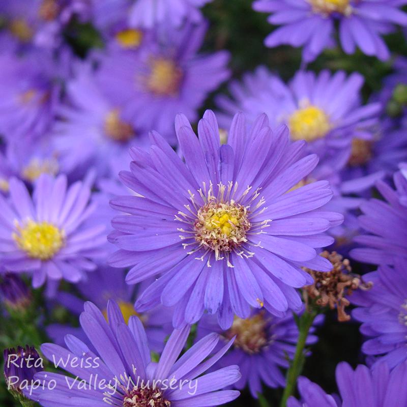 Woods Purple Aster (Aster x 'Wood's Purple')