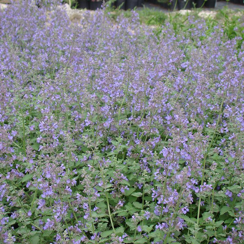Walker's Low Catmint (Nepeta racemosa 'Walker's Low')