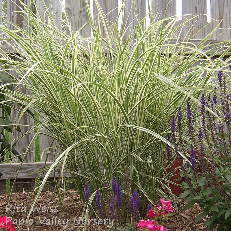 Variegated Maiden Grass (Miscanthus sinensis 'Variegatus')