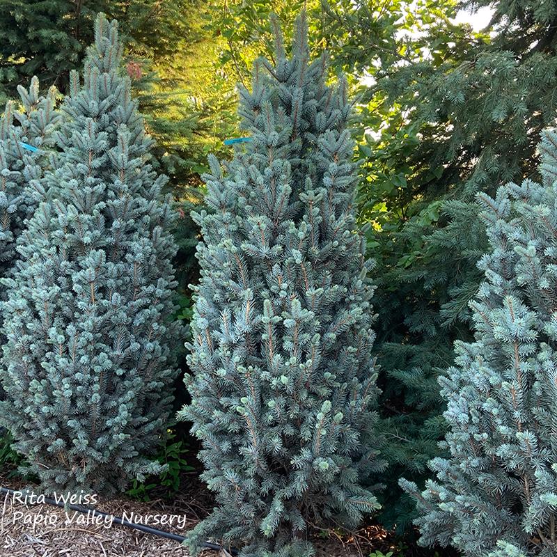 Columnar Blue Spruce (Picea pungens 'Glauca Fastigiata')